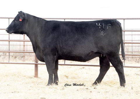 Lot 26: SC Ashland 41F (Herbster Lucky Seven)