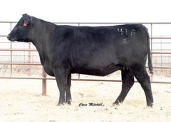 Lot 26: SC Ashland 41F (Herbster Lucky Seven)