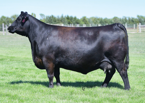 Lot 32: S&R Ms Thunder 528