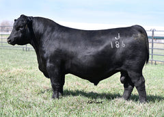 Lot 10: Vermilion Evergreen 8080 (Baldridge Jordan)