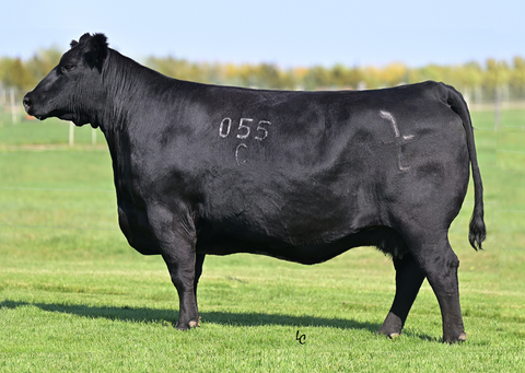 Lot 29: JAR Rita C055