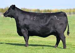 Lot 20: JAR Rita C055