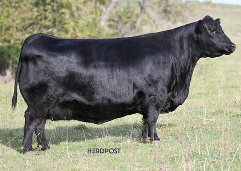 Lot 11: SAV Blackcap May 0588