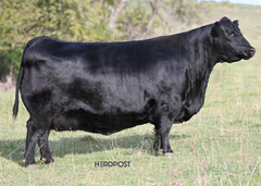 Lot 11: SAV Blackcap May 0588