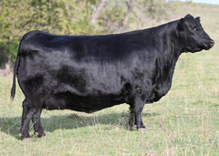 Lot 11: SAV Blackcap May 0588