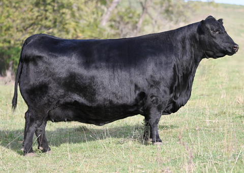 Lot 23: SAV Blackcap May 0588