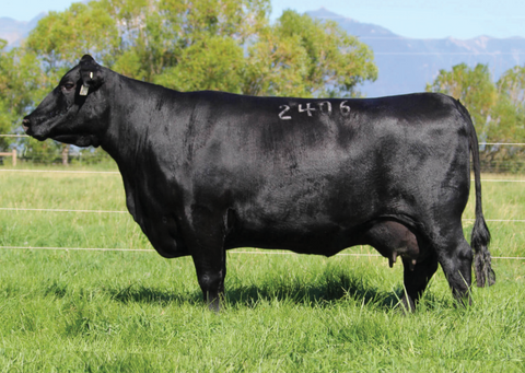 Lot 29: Coleman Entense 2406