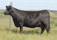 Lot 18: Peak Dot Lady 626A
