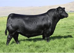 Lot 2: Coleman Donna 504