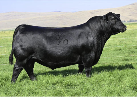 Lot 9: Vermilion Blackbird 9003 (Coleman Glacier)