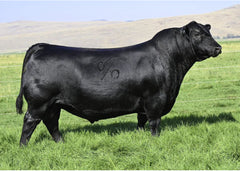 Lot 9: Vermilion Blackbird 9003 (Coleman Glacier)