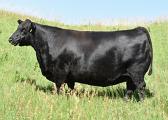 Lot 26: Blackline Emblynette 9344