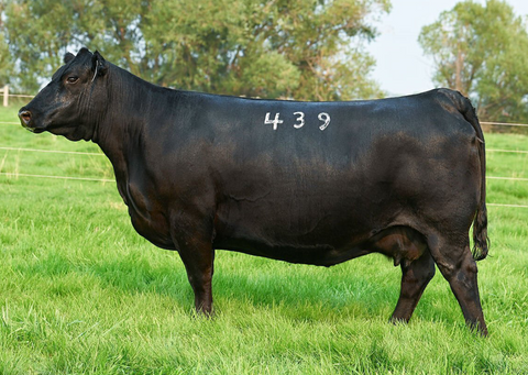 Lot 18: Coleman Donna 439
