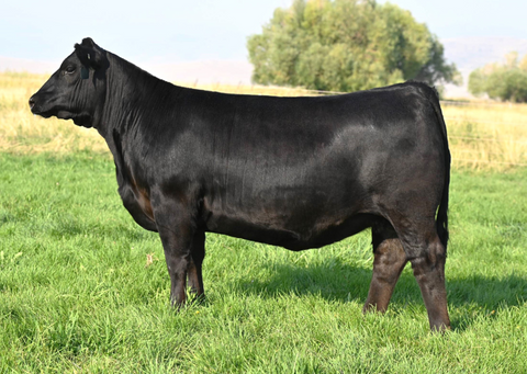 Lot 25: Coleman Donna 2448