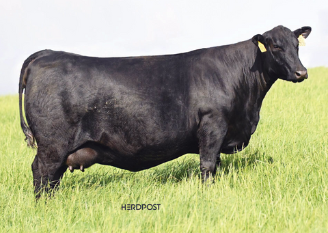 Lot 8: D Lazy T Abigale 3309