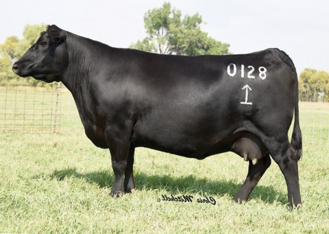 Lot 14: Sandpoint Proud Formera 0128