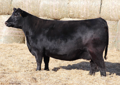 Lot 30: SAV Blackcap May 4136D