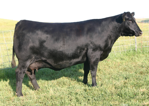 Lot 11: SAV Emblynette 3240