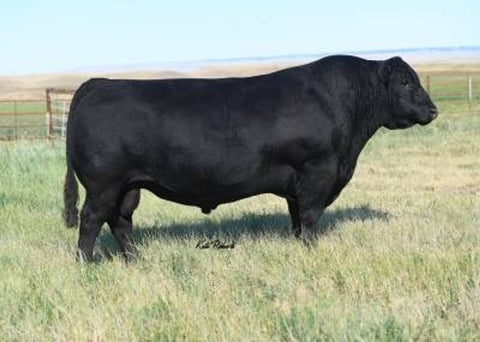 Sydgen Enhance - 10 units