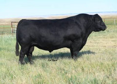 Sydgen Enhance - 10 units