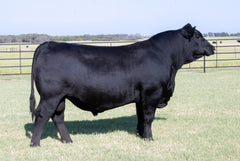 Lot 35: Linz Lady Magnitude 1897