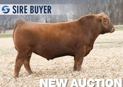 Lot 10: LEM Worldwide - 30 Units