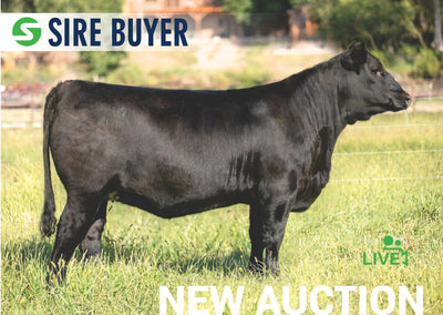 Lot 10: WMS Blackcap May 1010