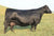 Lot 16: 6 embryos by Rainfall (CSS)