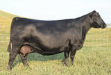 Lot 17: 6 embryos by Renovation (CSS)