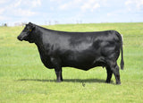 Lot 3: 2 embryos by Rainfall