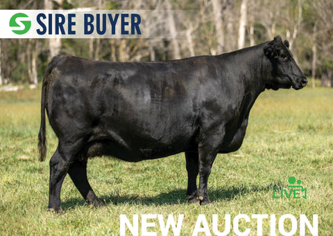 Lot 19: SAC Emblynette 8245