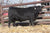 Lot #4 - BECK Attorney 9205