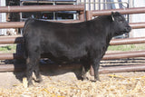 Lot #4 - BECK Attorney 9205