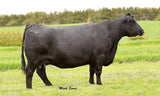 Barstow Queen W16 - 3 embryos