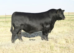 Lot 34: Heifer Pregnancy (Sitz Pride 200B)