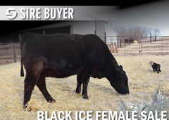 Lot 8: Blackline Emblynette 2075