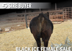 Lot 8: Blackline Emblynette 2075