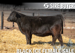 Lot 8: Blackline Emblynette 2075