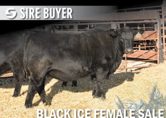 Lot 2: Blackline Elba 2132