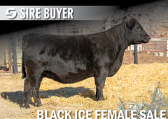 Lot 2: Blackline Elba 2132