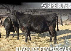 Lot 3: Blackline Evadne 2226