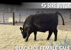 Lot 3: Blackline Evadne 2226