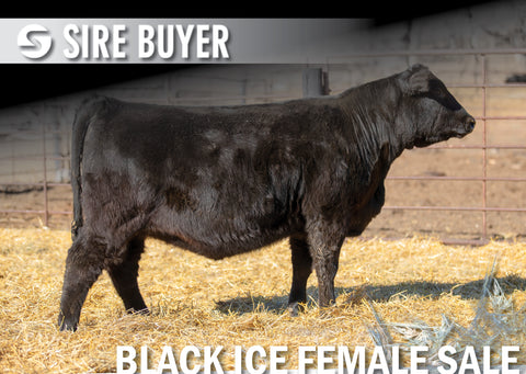 Lot 3: Blackline Evadne 2226