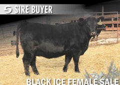 Lot 4: Blackline Blackcap May 2295