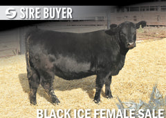 Lot 4: Blackline Blackcap May 2295