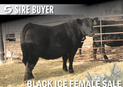 Lot 4: Blackline Blackcap May 2295