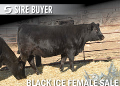 Lot 5: Blackline Emblynette 2304