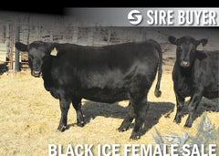 Lot 5: Blackline Emblynette 2304