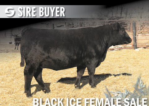 Lot 5: Blackline Emblynette 2304