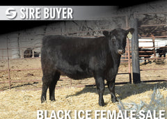 Lot 6: Blackline Erica Ivy 2319